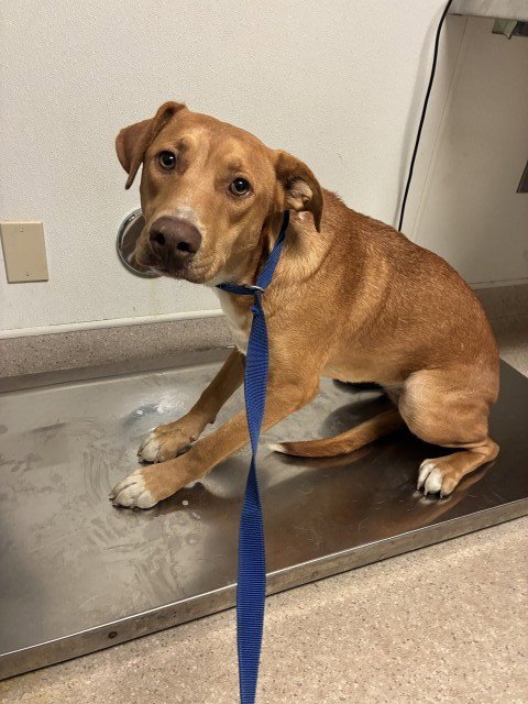BRANDY - Labrador Retriever available for adoption