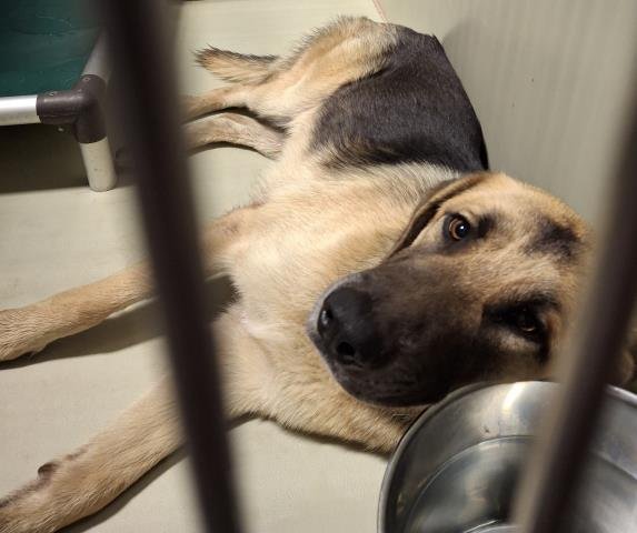 *WOODY - German Shepherd Dog available for adoption