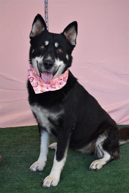 LAVA CAKE - Siberian Husky / German Shepherd Dog for adoption in Bakersfield
