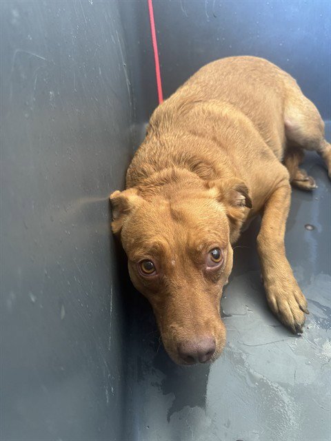 FRANCES - Labrador Retriever available for adoption