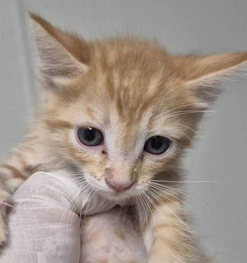 SIMBA - Domestic Short Hair available for adoption