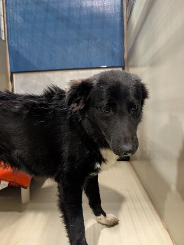 *BRODIE - Border Collie available for adoption