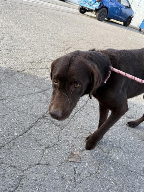 BUDDY - Labrador Retriever available for adoption