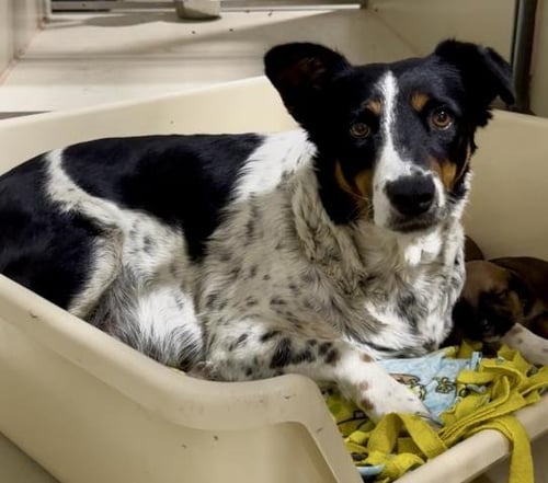 *PATCHES - Border Collie / Queensland Heeler available for adoption