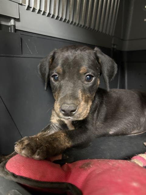 BOY3 - Pit Bull Terrier available for adoption