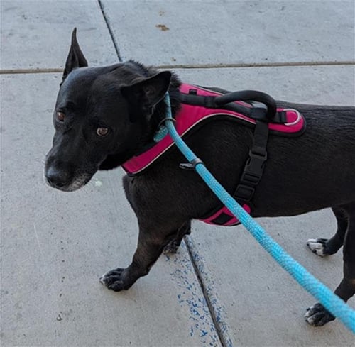 *OREO - Labrador Retriever available for adoption