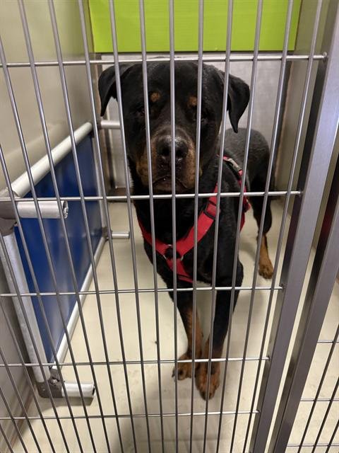 *AXEL - Rottweiler available for adoption