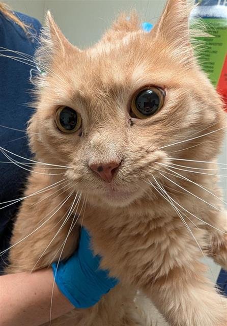 *ALFRED - Domestic Long Hair for adoption in Bakersfield