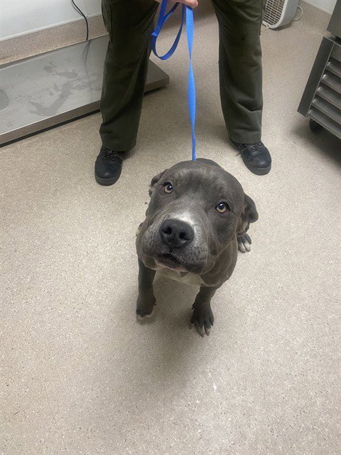 *DRAKE - Pit Bull Terrier available for adoption