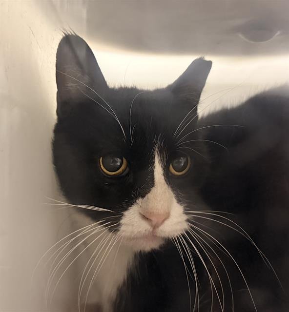 A1243277 - Domestic Short Hair available for adoption