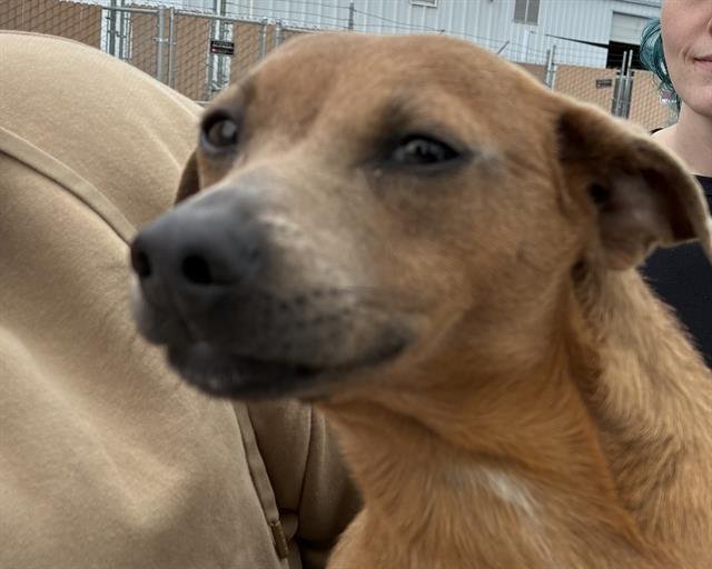 *CHANEL - Chihuahua available for adoption