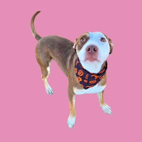PINK - Pit Bull Terrier available for adoption