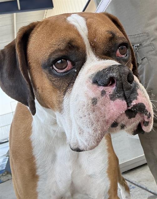 *BALOO - Boxer available for adoption