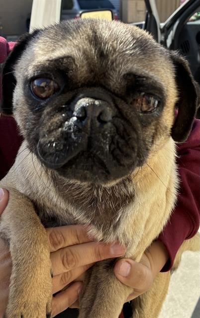 A1241870 - Pug available for adoption
