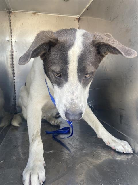 NEARY - Labrador Retriever available for adoption