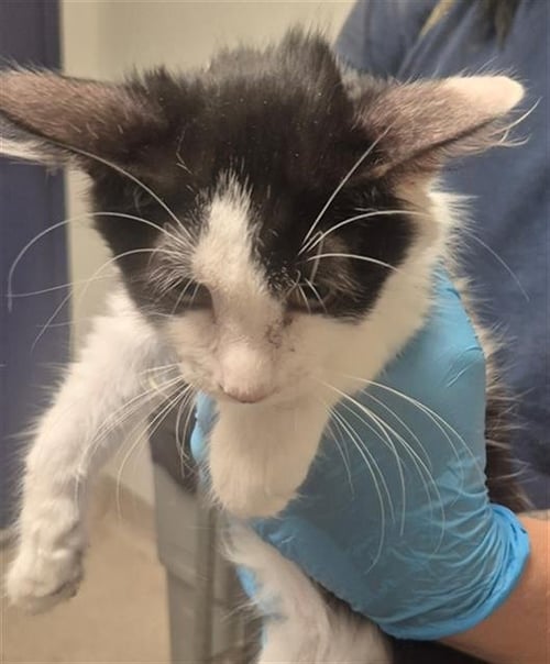 *JULIET - Domestic Short Hair for adoption in Bakersfield