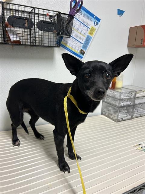 ZULY - Chihuahua available for adoption