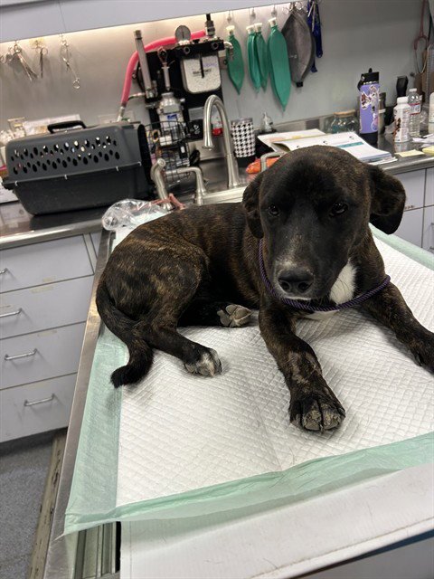 *AUGIE - Pit Bull Terrier available for adoption