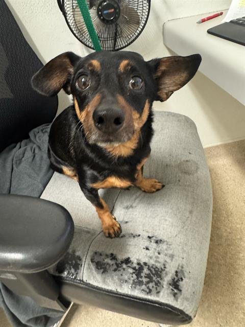 *PRIME - Dachshund available for adoption