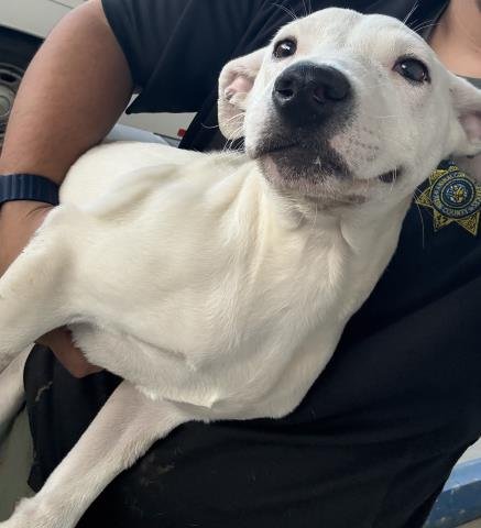 *SNOW - Pit Bull Terrier available for adoption