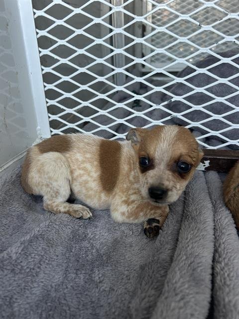 A1237958 - Chihuahua available for adoption