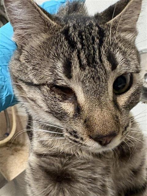 A1260234 - Domestic Short Hair available for adoption