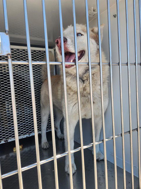 A1251305 - Husky available for adoption