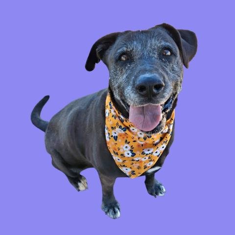 KIKY - Labrador Retriever / Great Dane available for adoption