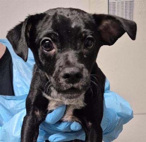 *FIONA - Chihuahua available for adoption