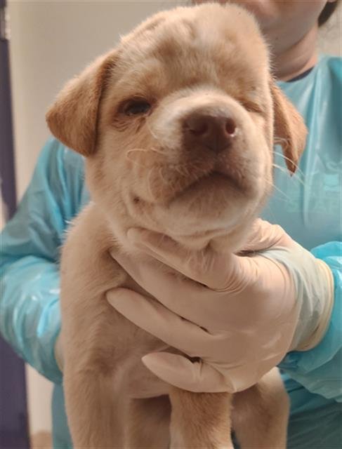 A1241994 - Staffordshire Bull Terrier available for adoption