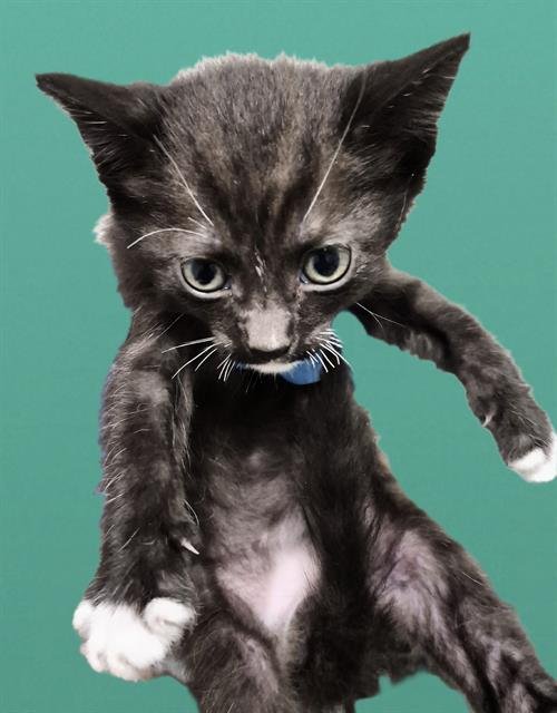 LUIGI - Domestic Short Hair available for adoption