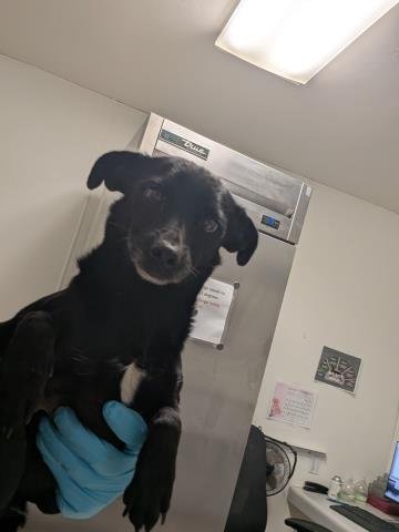 *OSCAR - Chihuahua available for adoption
