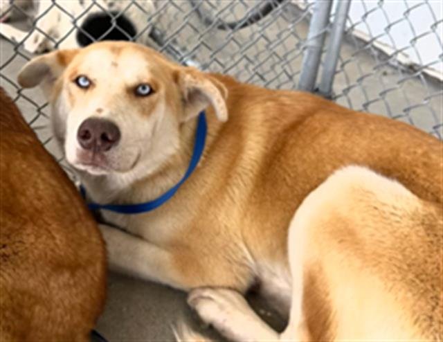 *AMOR - German Shepherd Dog available for adoption