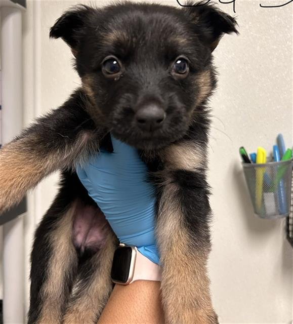 *ANNIE - German Shepherd Dog available for adoption