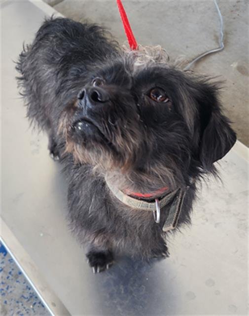 *BILLY - Miniature Schnauzer available for adoption