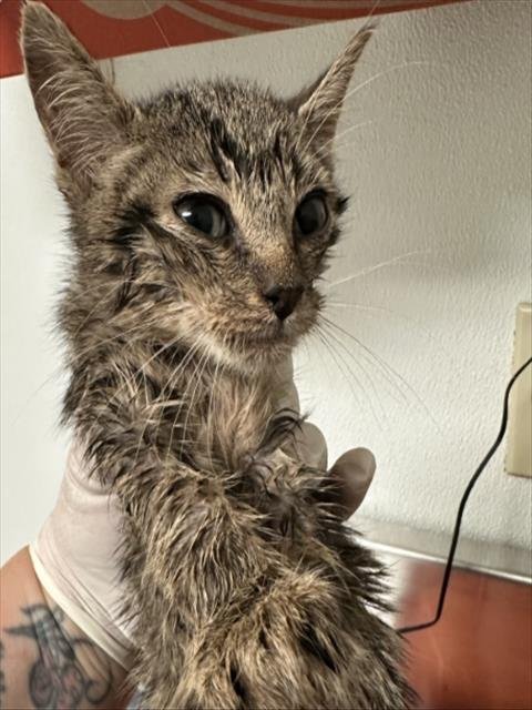 *ORLI - Domestic Short Hair for adoption in Bakersfield