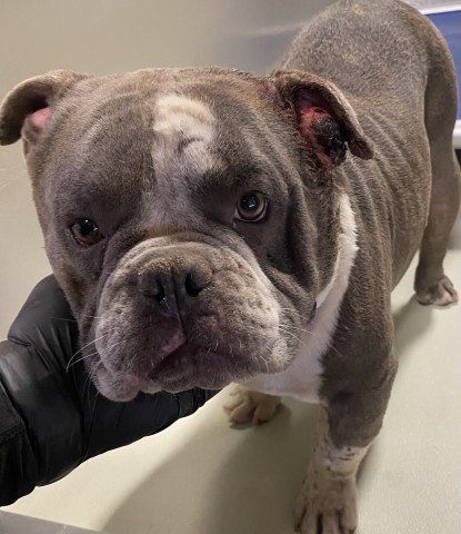 *BUCK OWENS - Bulldog available for adoption