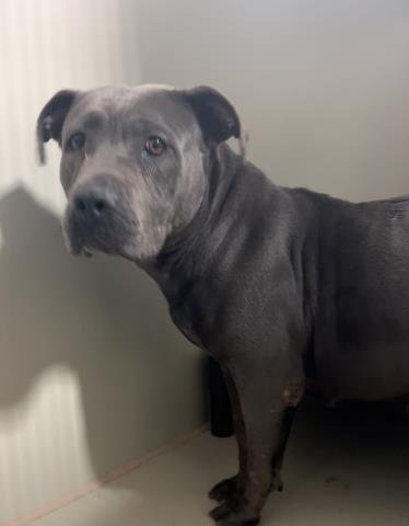 *JUSTINA - Pit Bull Terrier available for adoption