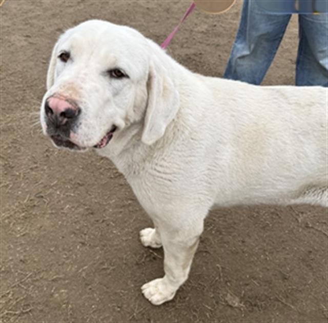 STELLA - Anatolian Shepherd / Great Pyrenees available for adoption