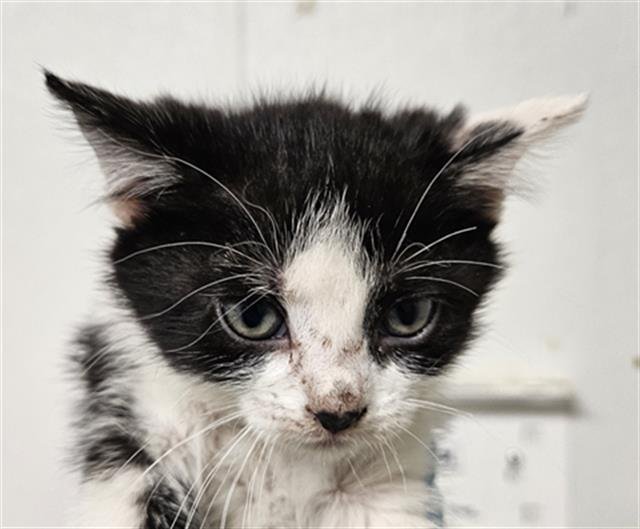 FRISK - Domestic Short Hair available for adoption