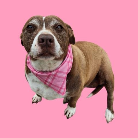 LUNA - Dachshund available for adoption