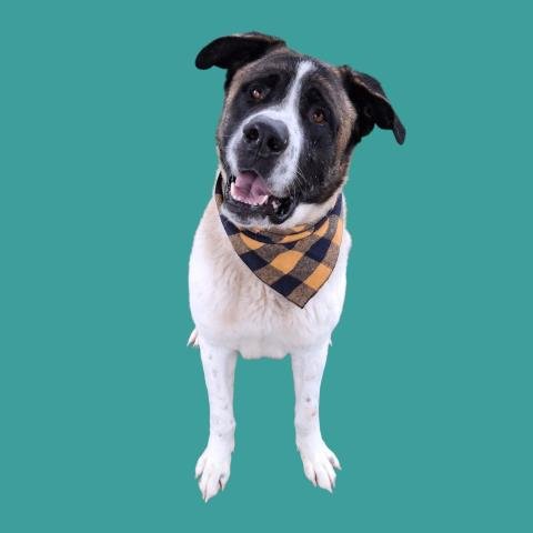 *COPERNICUS - Akita available for adoption