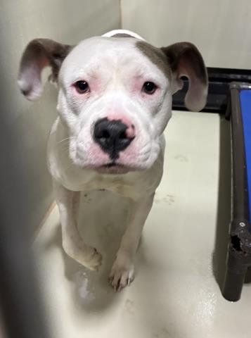 TOMMY - Pit Bull Terrier available for adoption