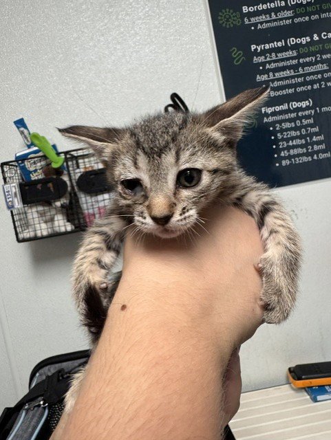 *SELENA G. - Domestic Short Hair available for adoption