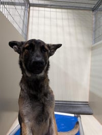 *SIMBA - Photo 1