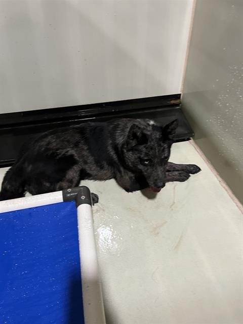 A1239748 - Queensland Heeler available for adoption