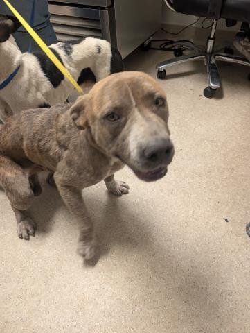 *OTTER - Pit Bull Terrier available for adoption