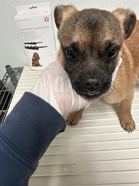 *ZIGGY - Pug available for adoption