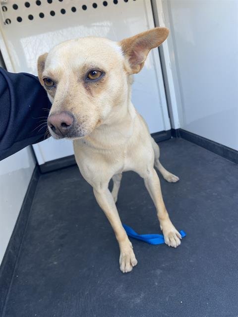 CHEVY - Chihuahua available for adoption