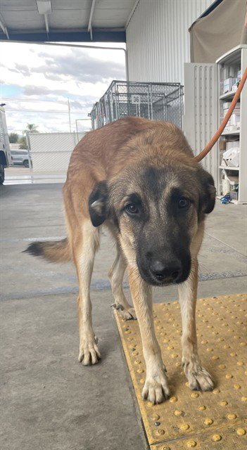 *CHINO - German Shepherd Dog available for adoption